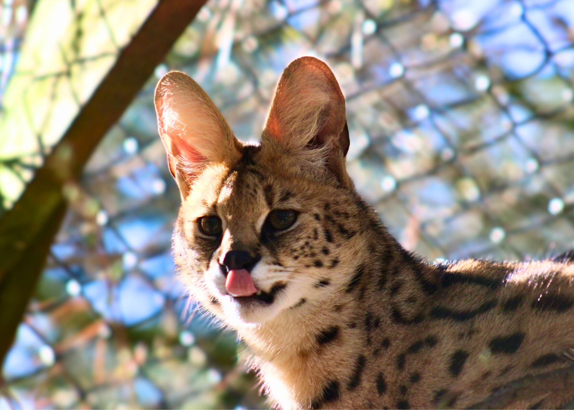 Tongue out