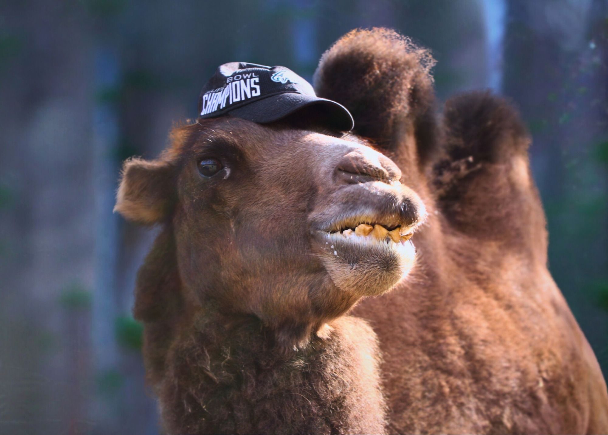 eagles hat