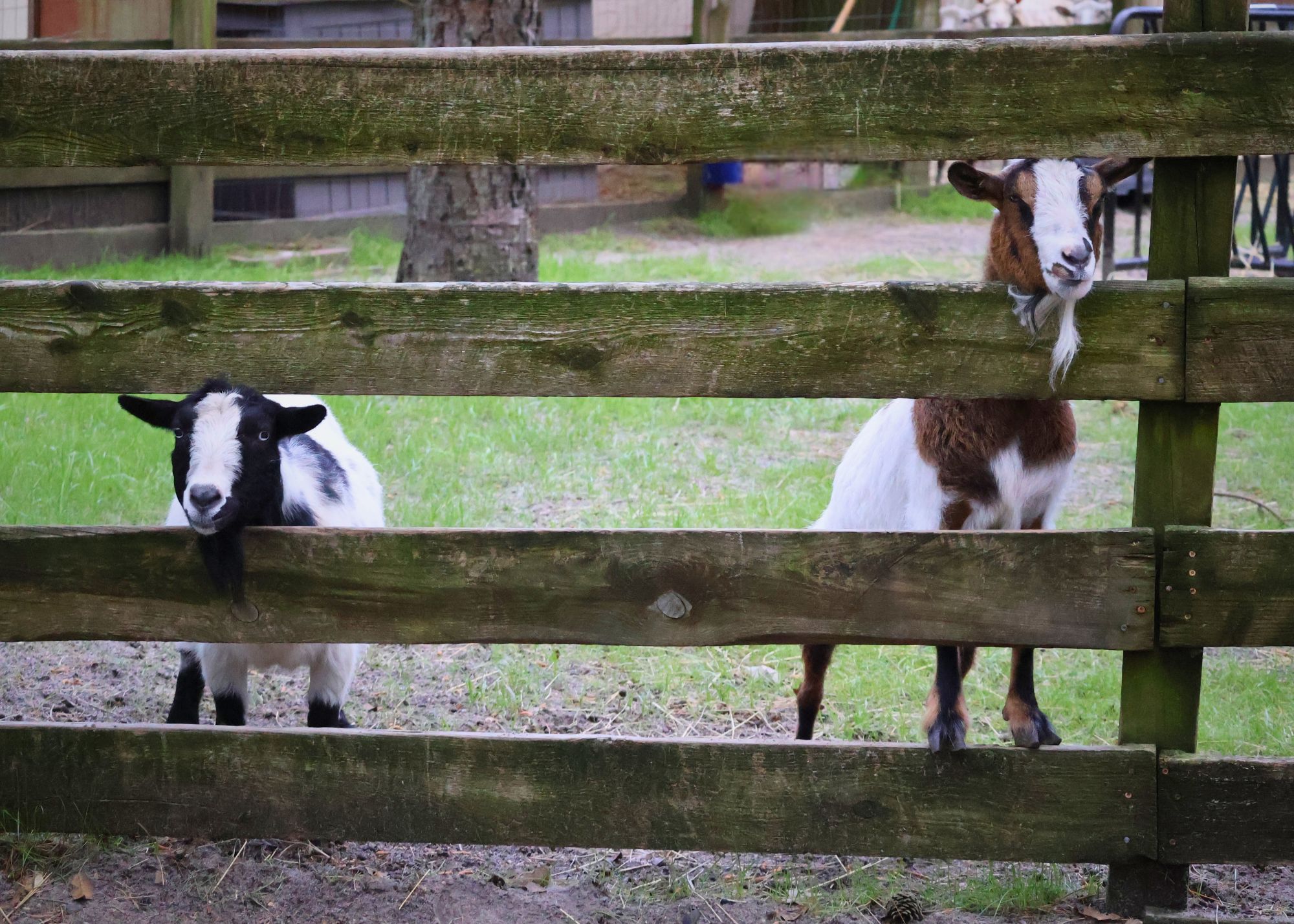 two goats