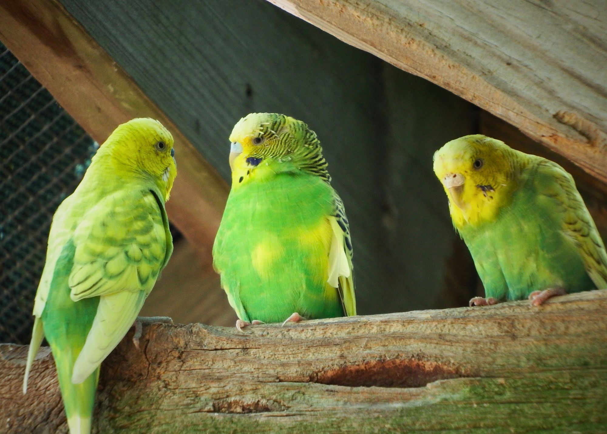 three birds