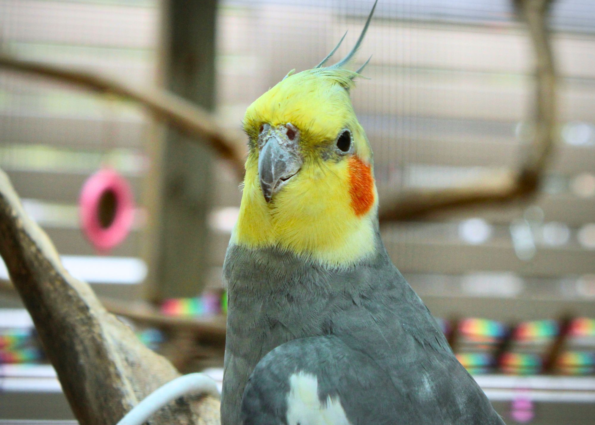 one bird