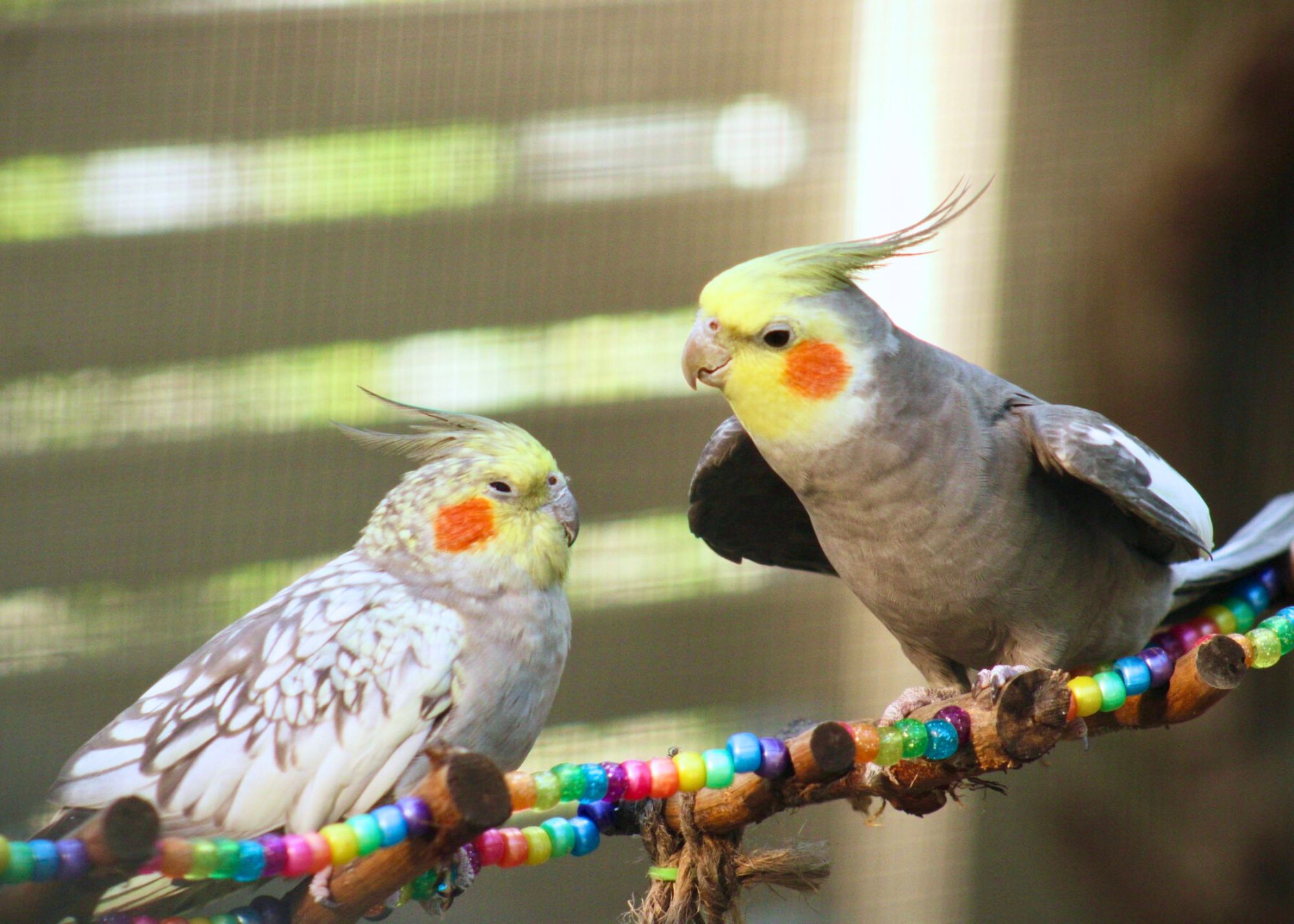 two birds
