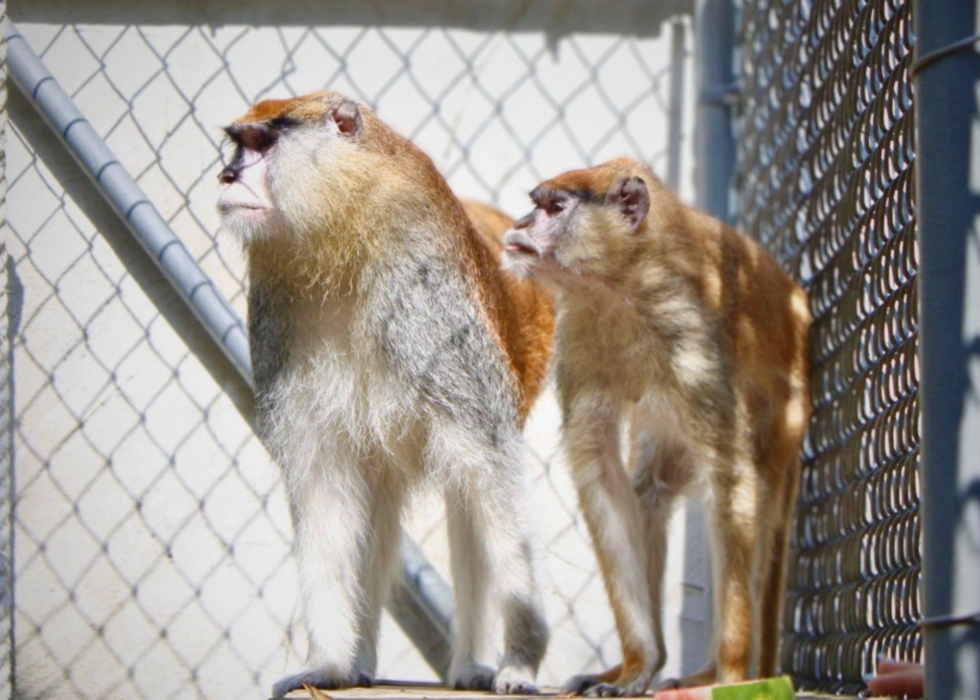 monkey duo