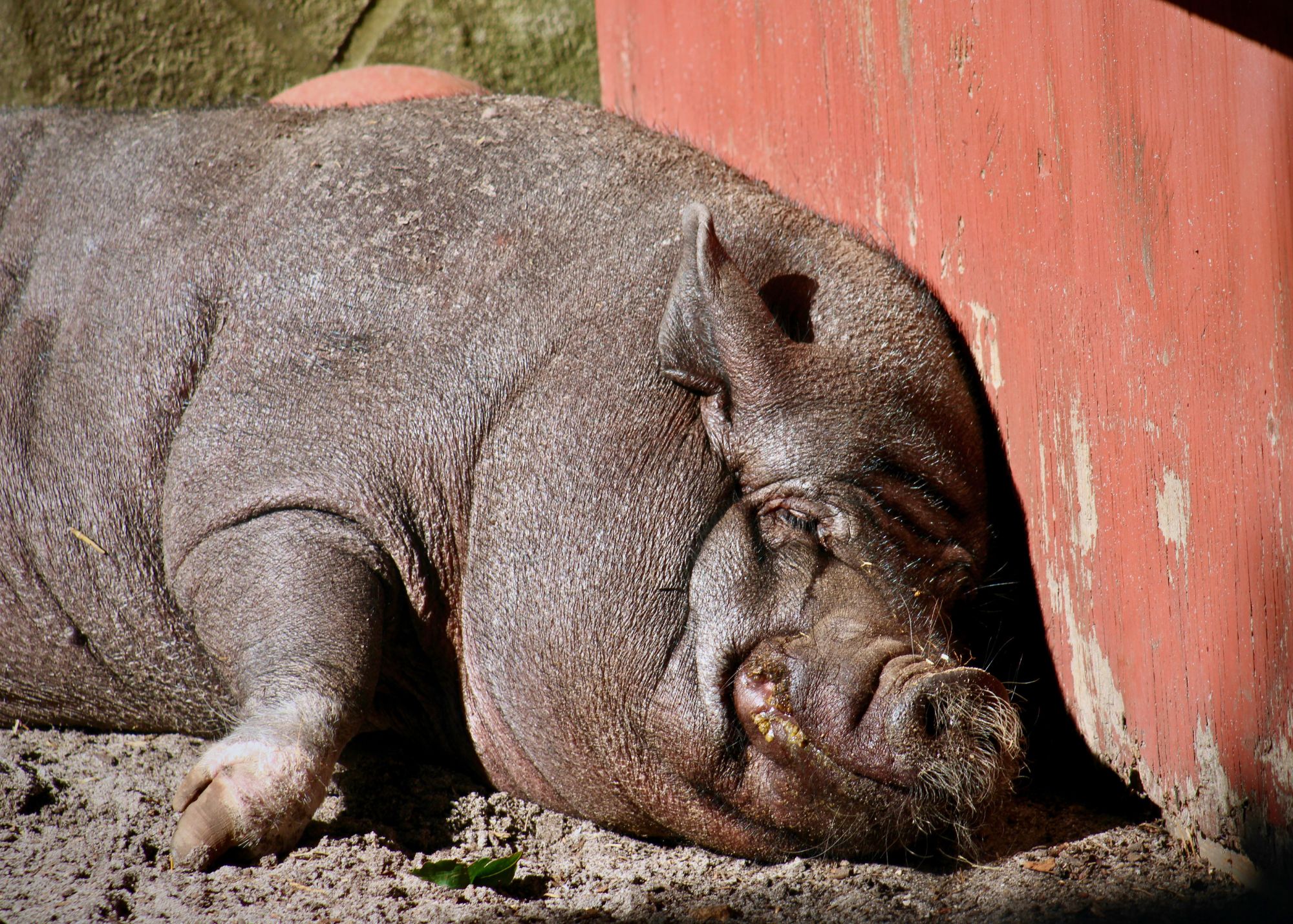 sleeping