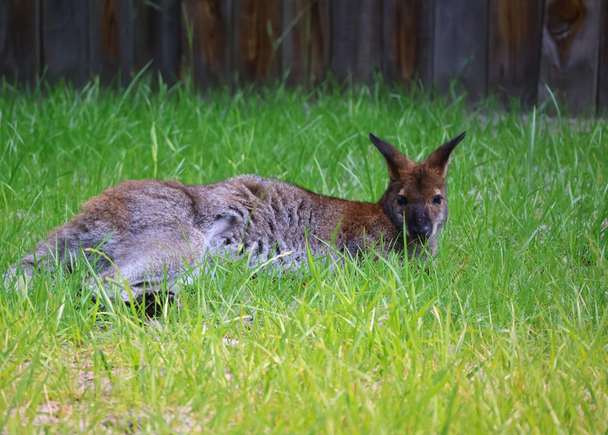 laying in grass