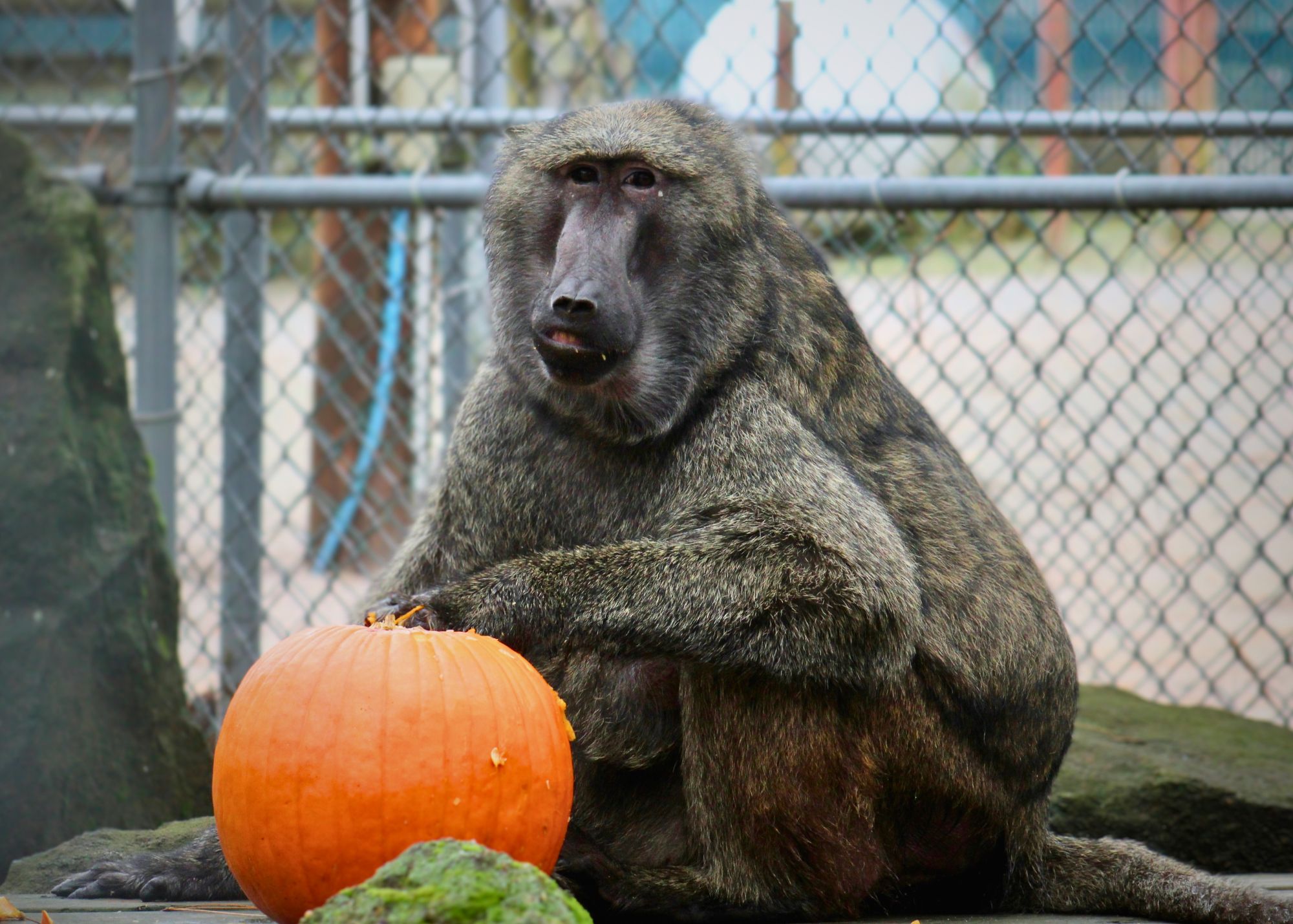 Pumpkin