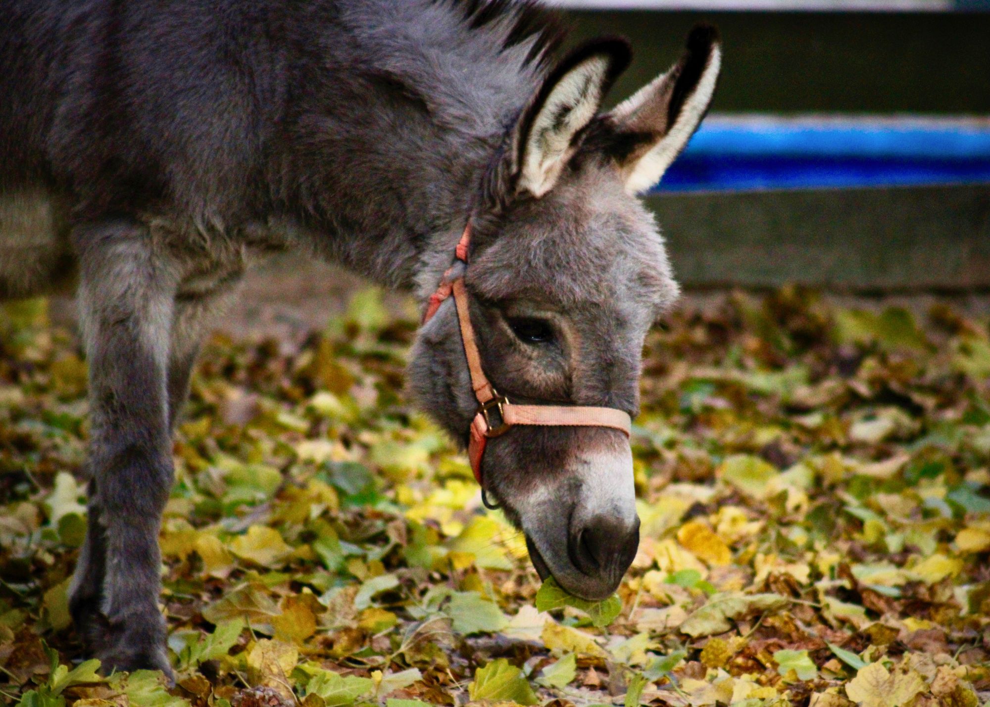 Eating leaves