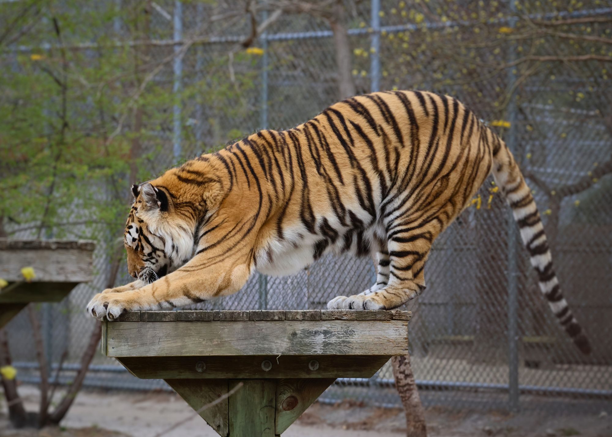 scratching post