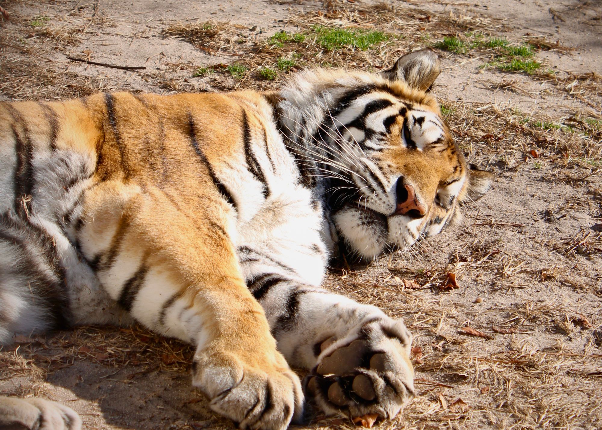 Laying