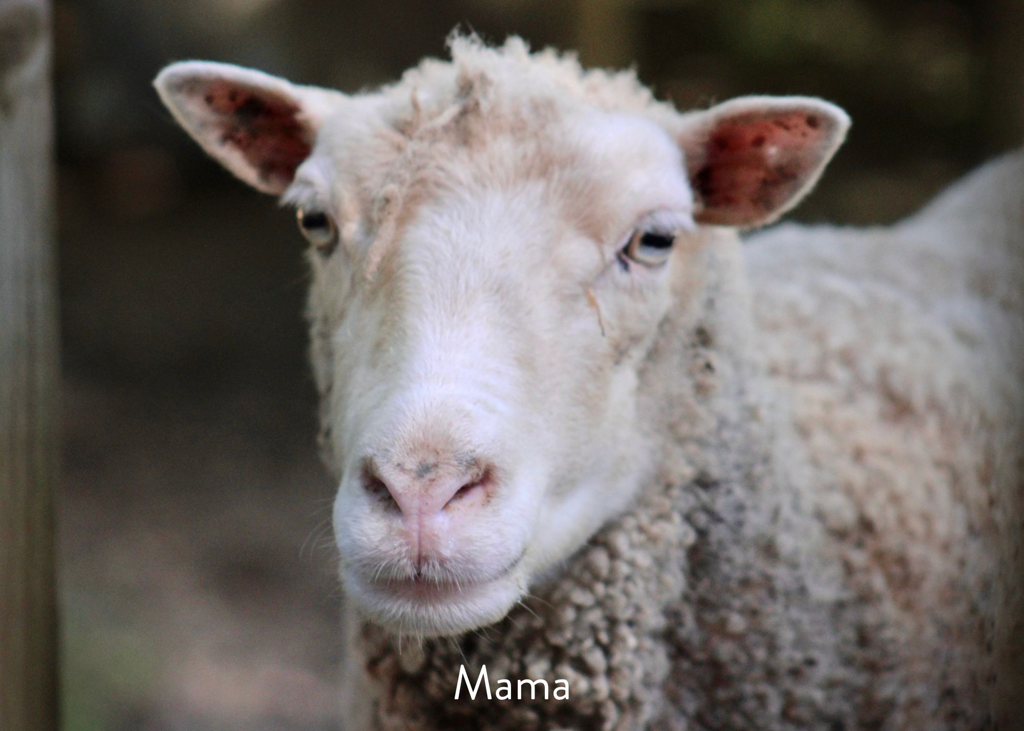 Mama