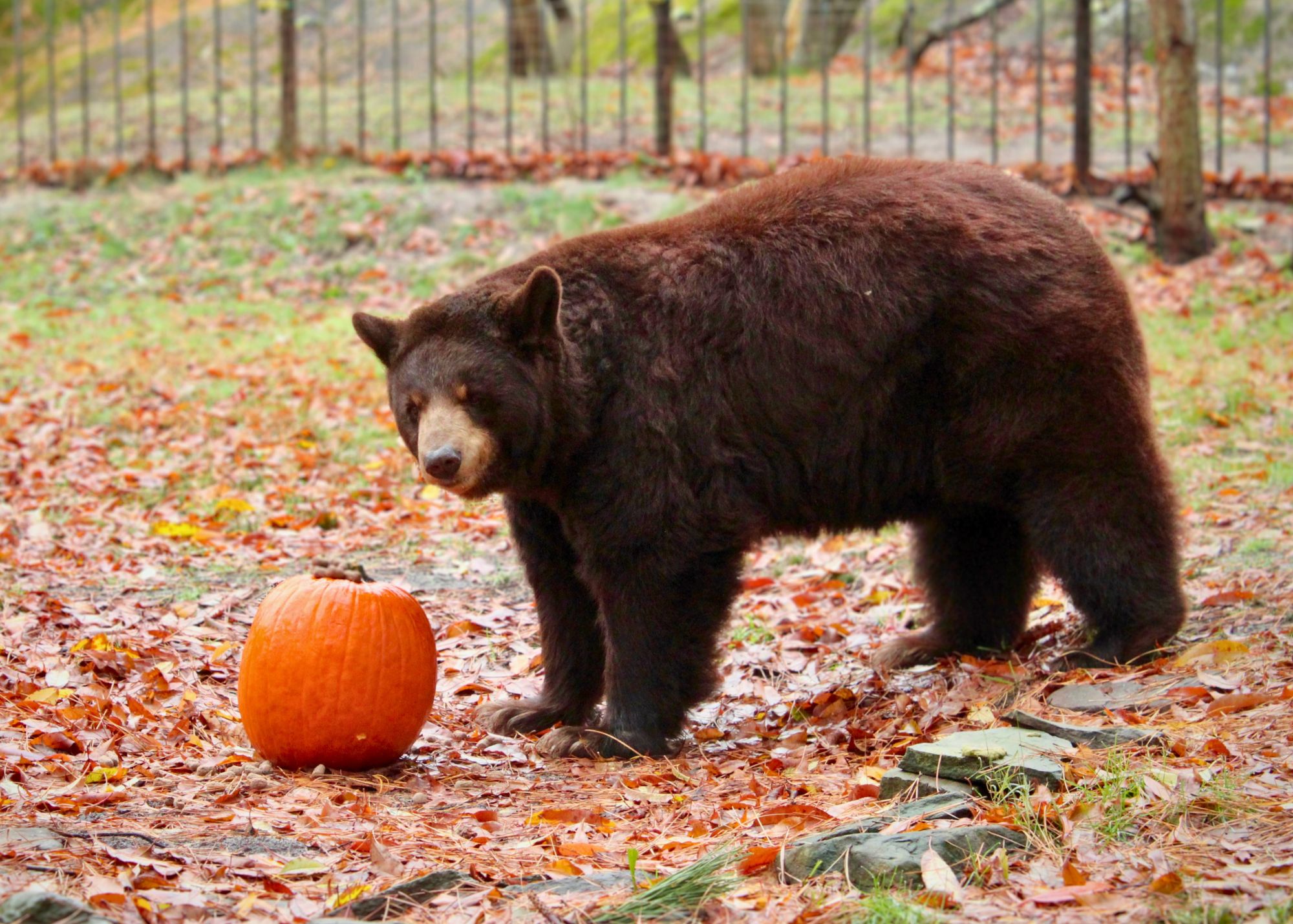 pumpkin