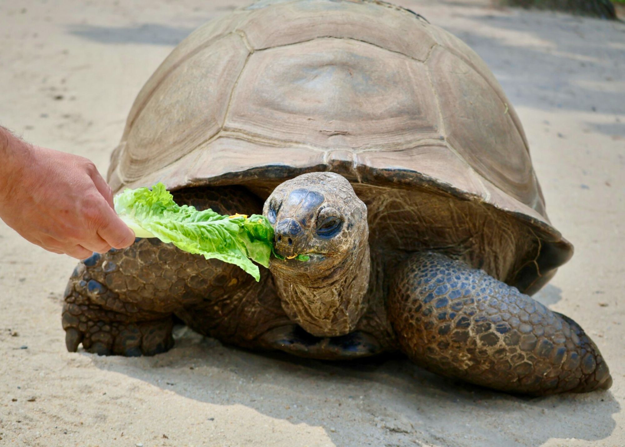 lettuce
