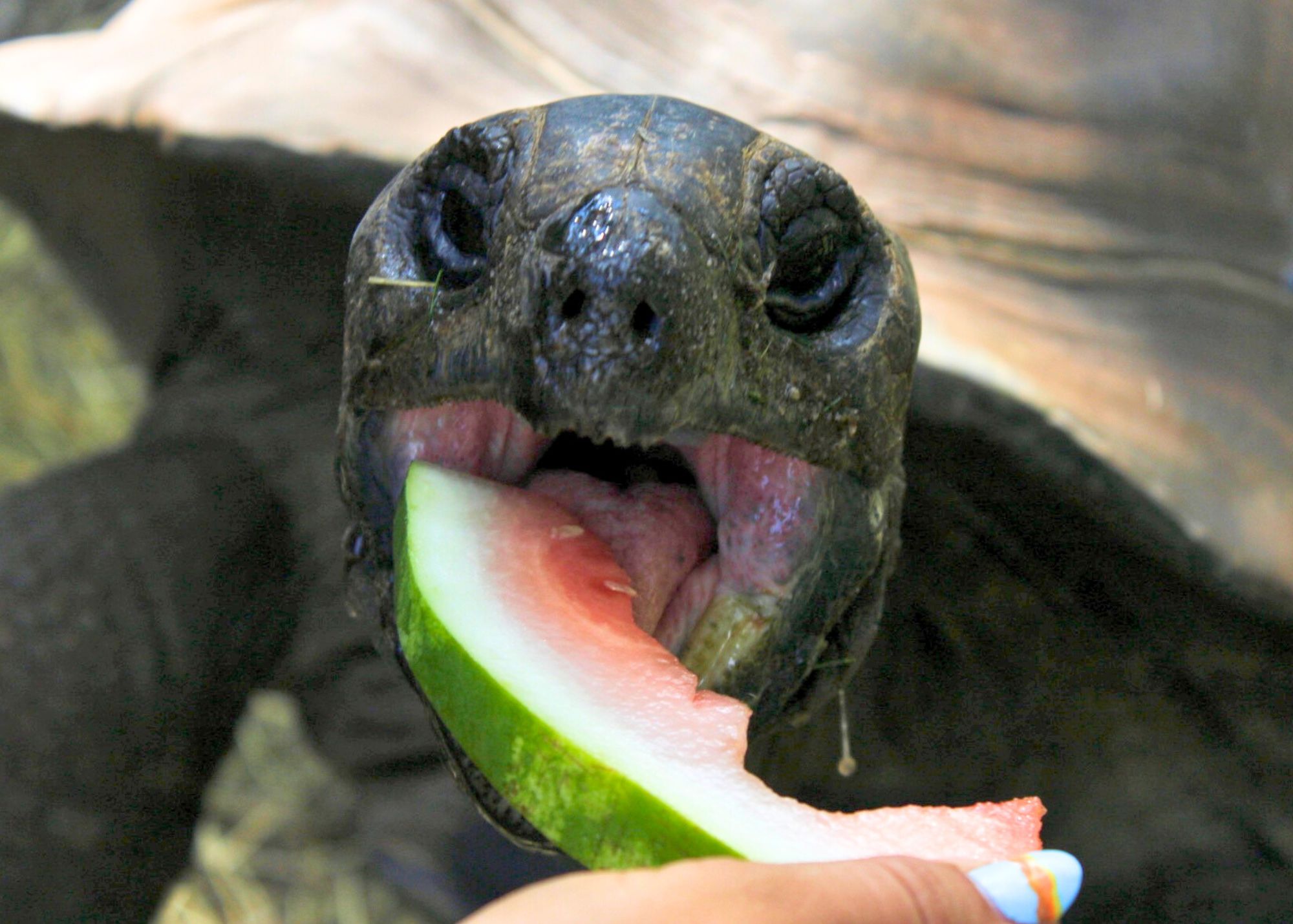 watermelon