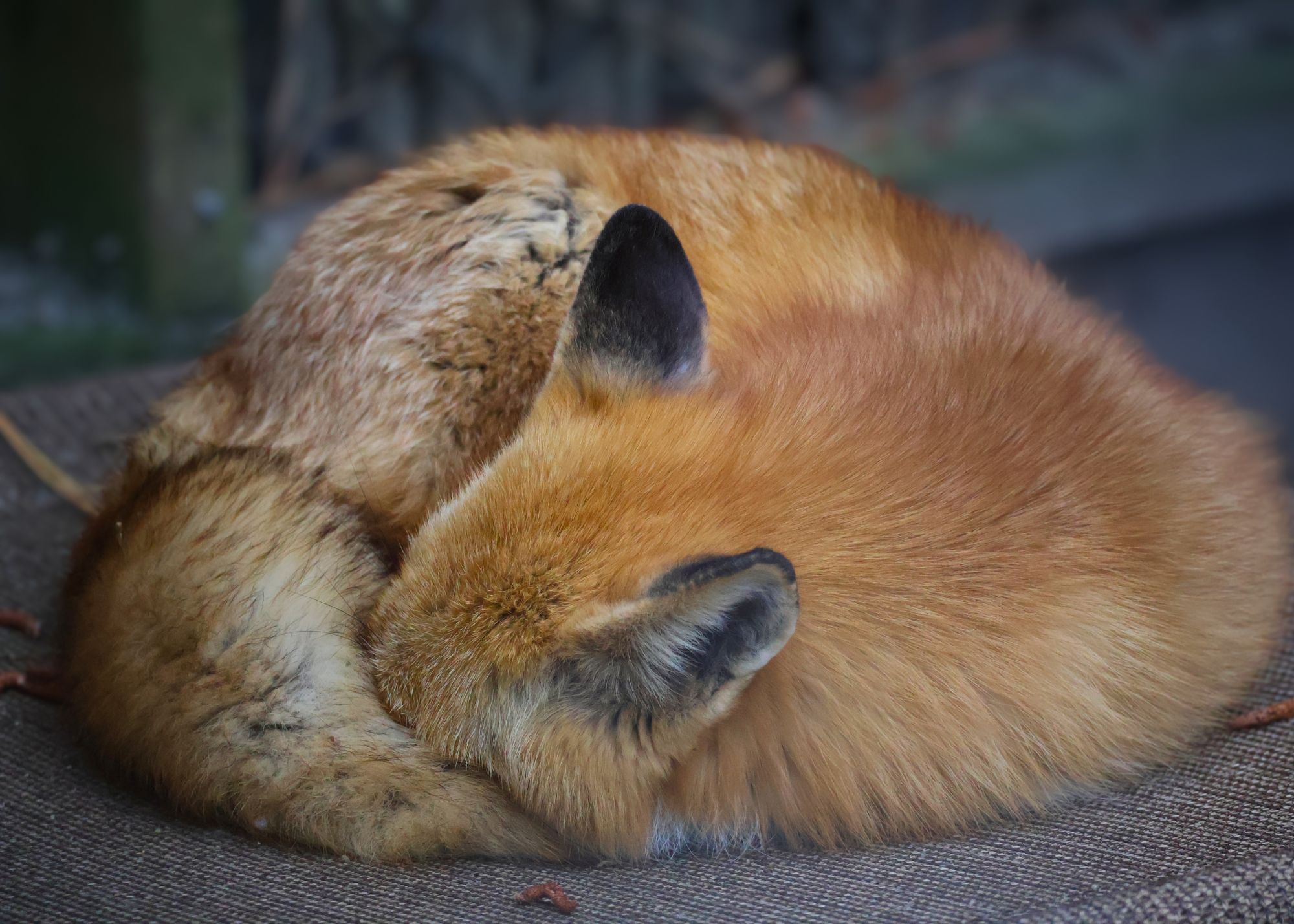 sleeping