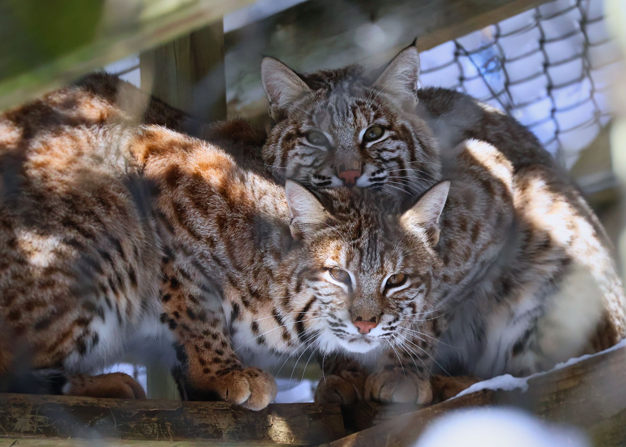 Bobcats