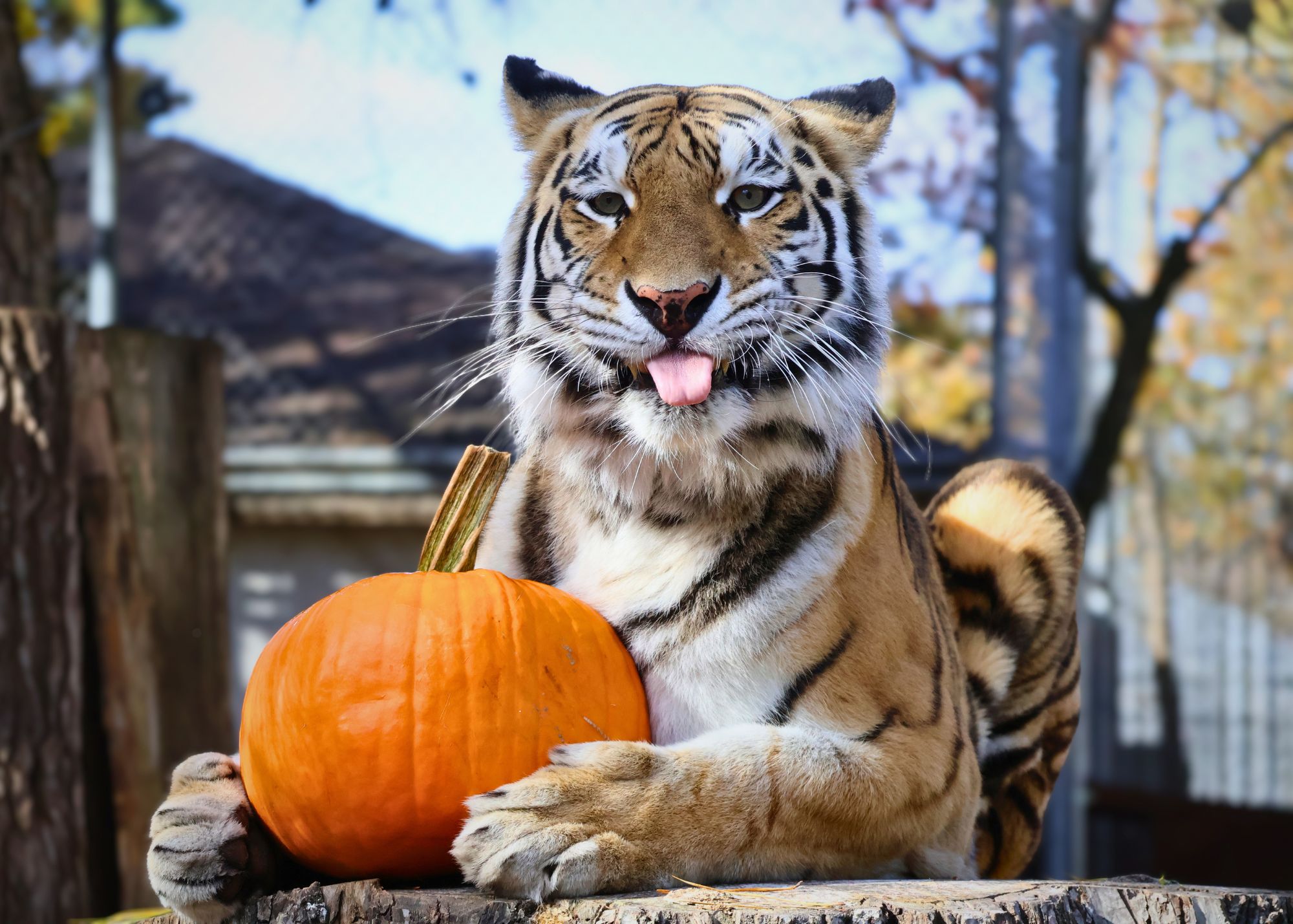 pumpkin
