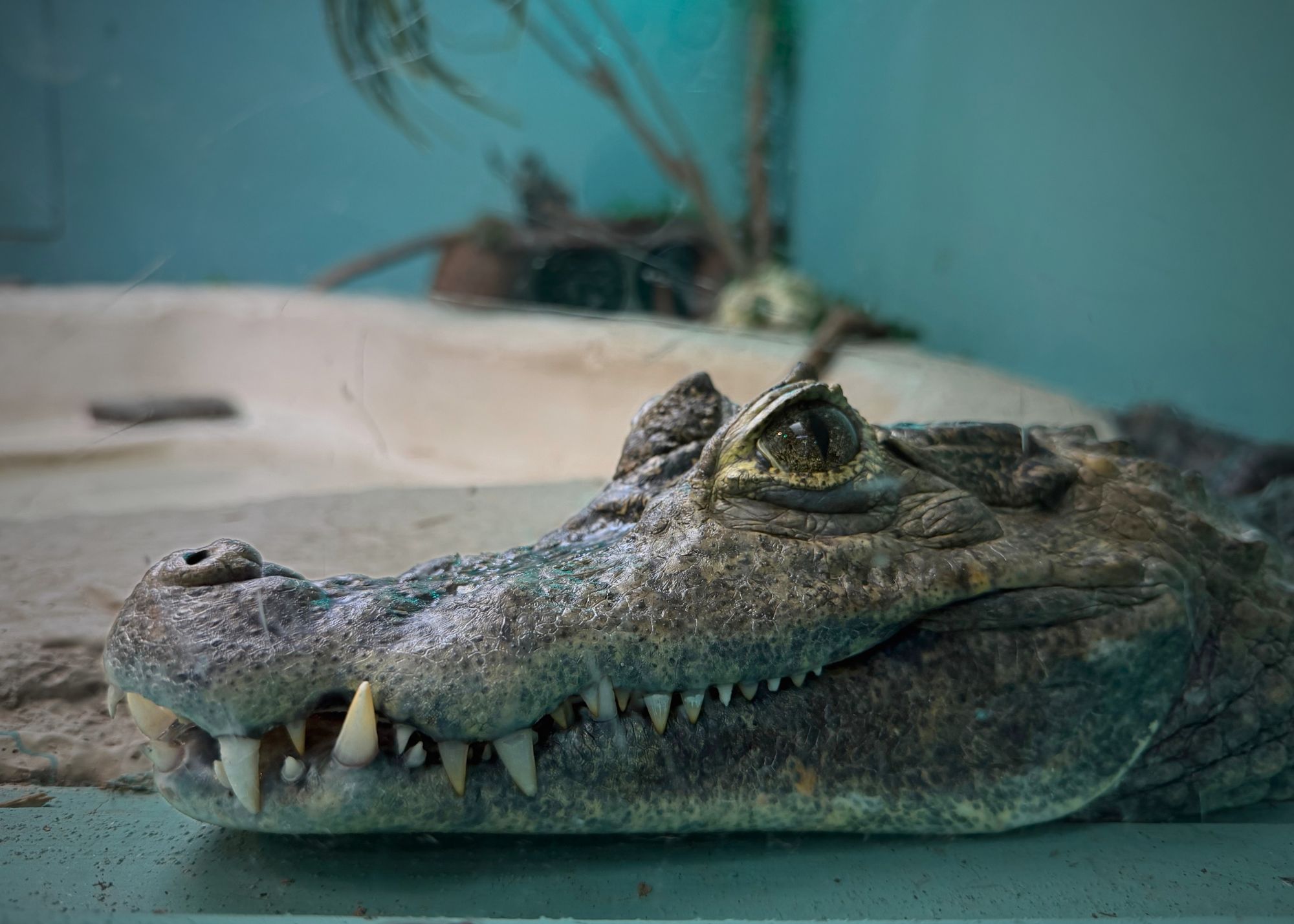 Croc