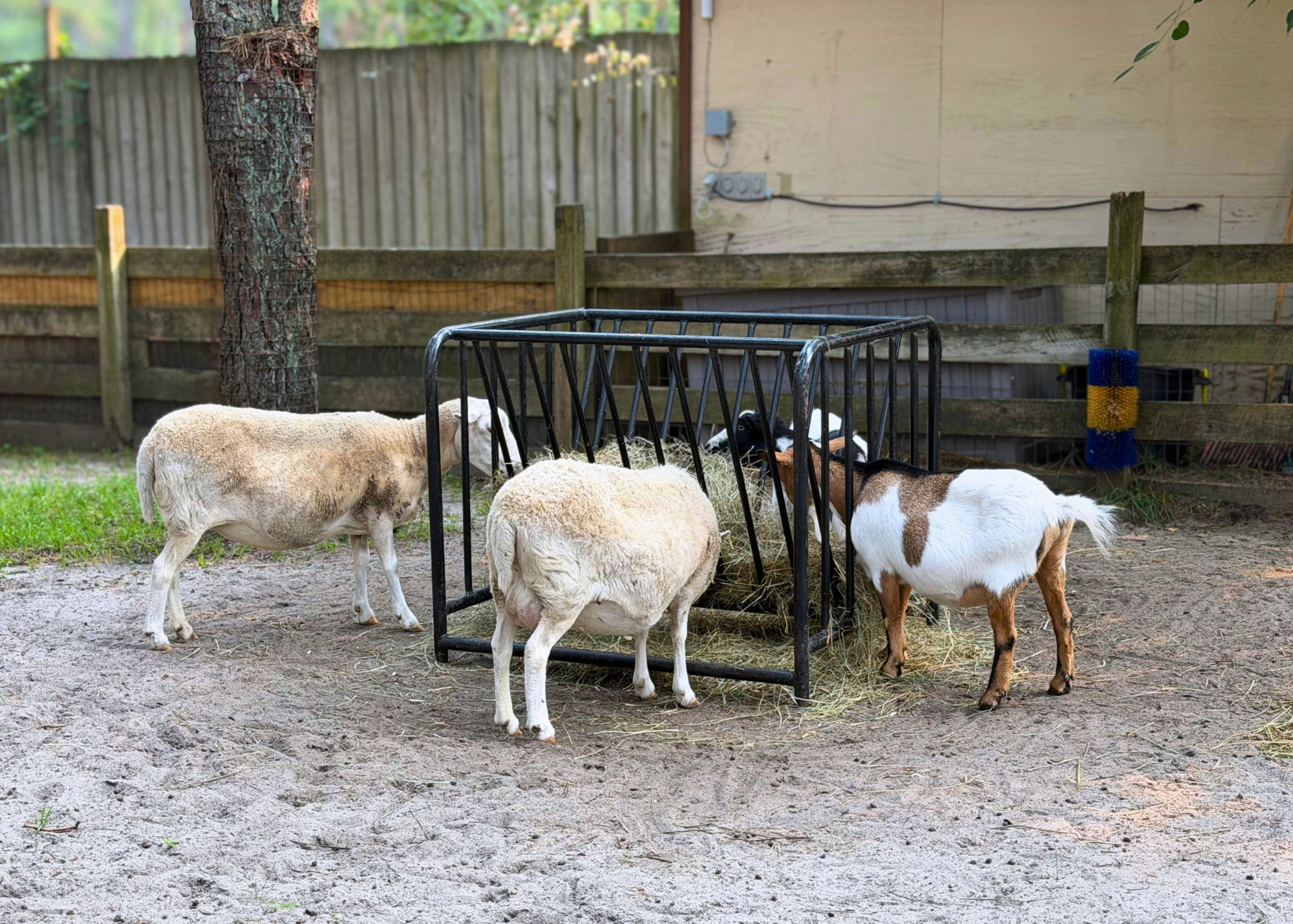 sheep with goats