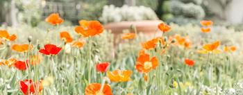 Become a Docent