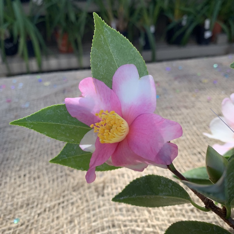 Bonsai Class: Dwarf Camellia 