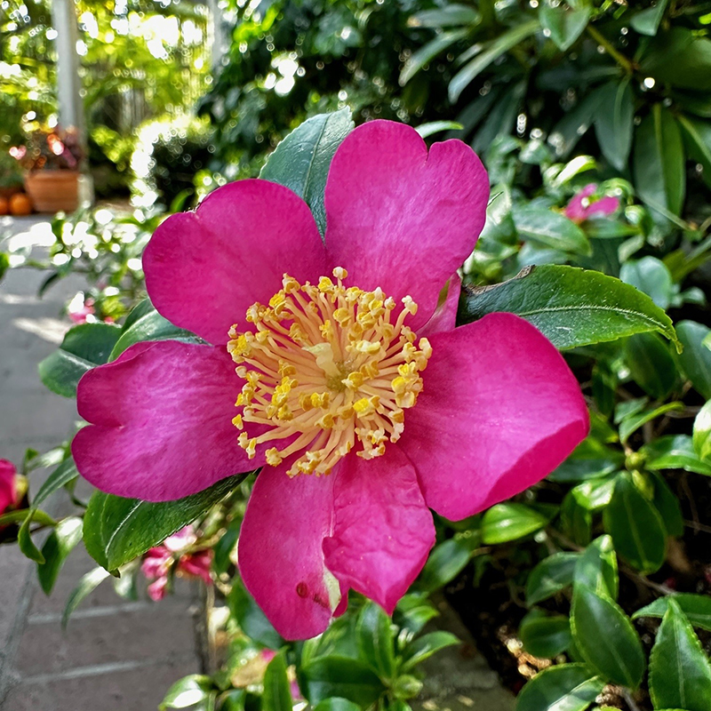State of the Library & Gardens   
