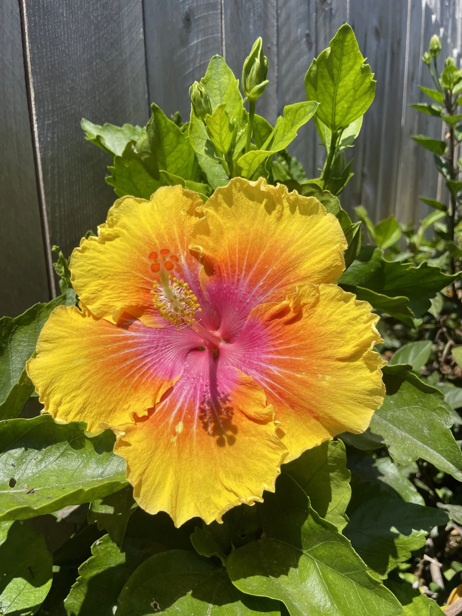 Hibiscus + Plumeria Plant Preview