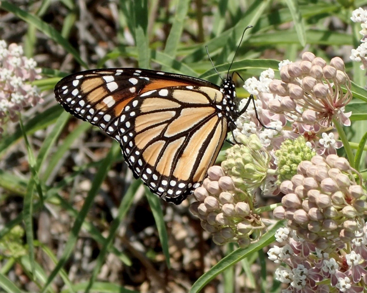 Monarchs and Milkweeds