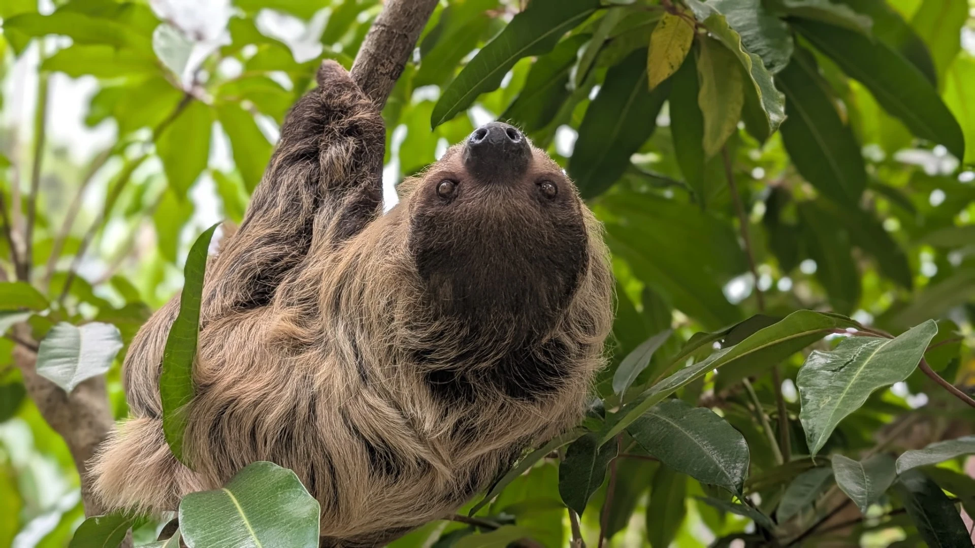 The Secret Life of Zoo Habitats: Where Animals, Plants and People Intersect