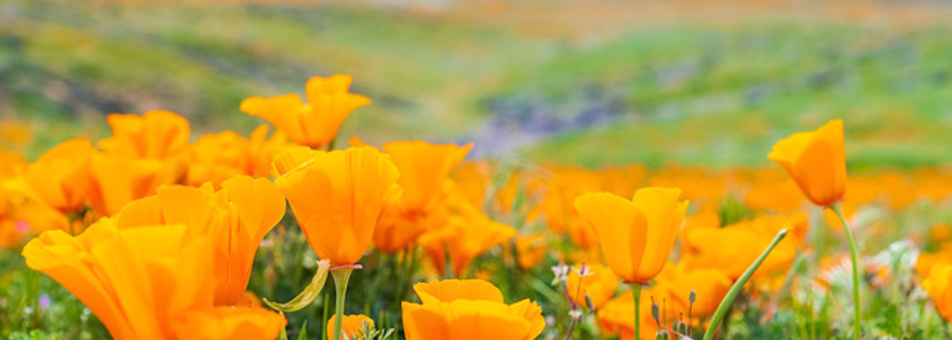 Super Bloom 2-Year Memberships