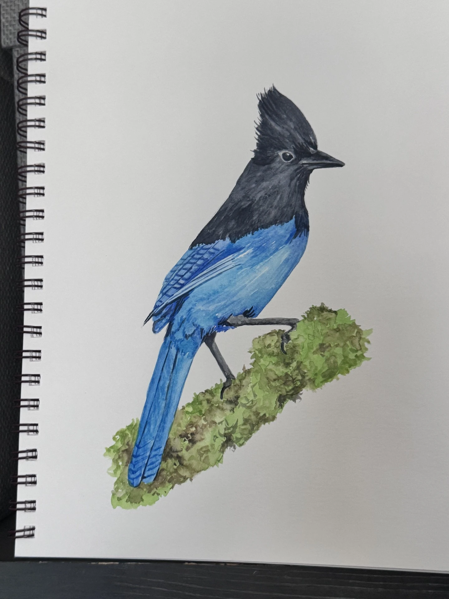 Watercolor Workshop Stellar Jay