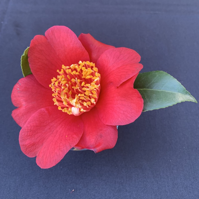 Talk and Demonstration: Camellia Flower Arranging for the Home