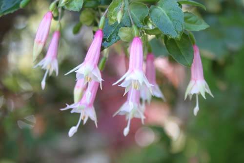 Tour of the Sherman Fuchsia Collection | Sherman Library and Gardens