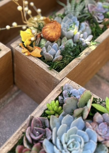 Succulent Wreath Workshop | Sherman Library and Gardens
