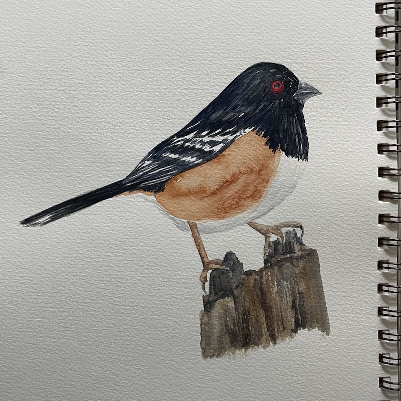 Watercolor Class: Southern California Spotted Towhee  | Sherman Library and Gardens