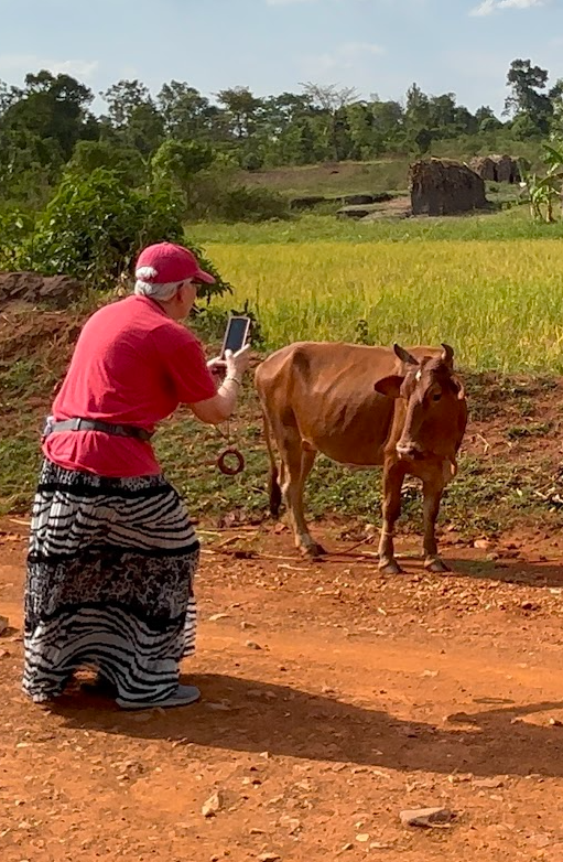 woman taking picture with Ugandan cow