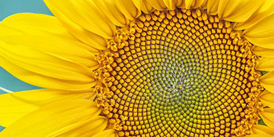 Sunflower image