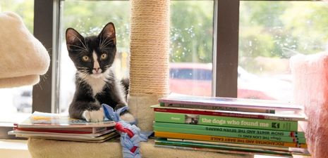 Kitten Story Time