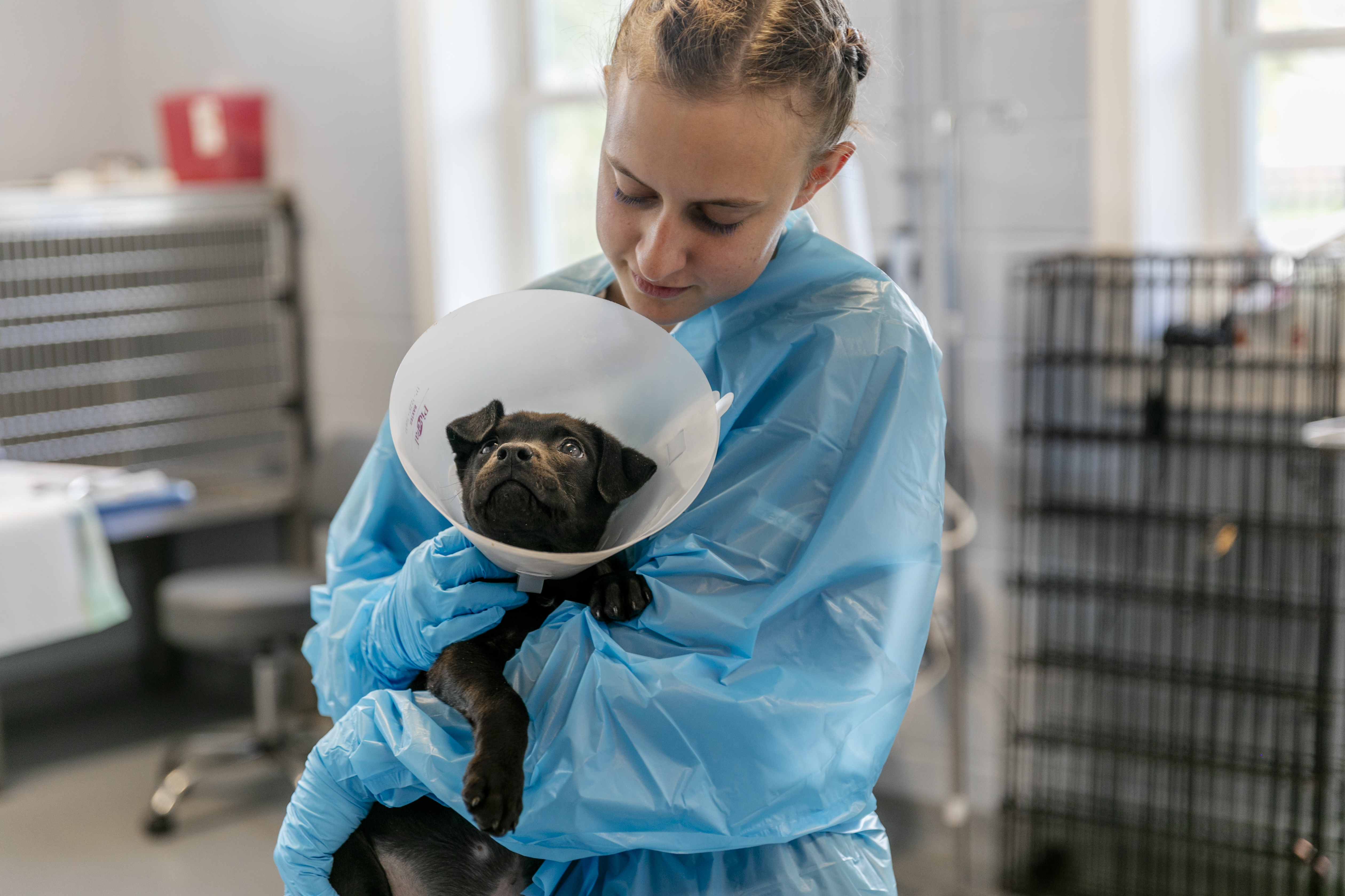 A puppy in a recovery cone held by a Gigi's veterinary team member