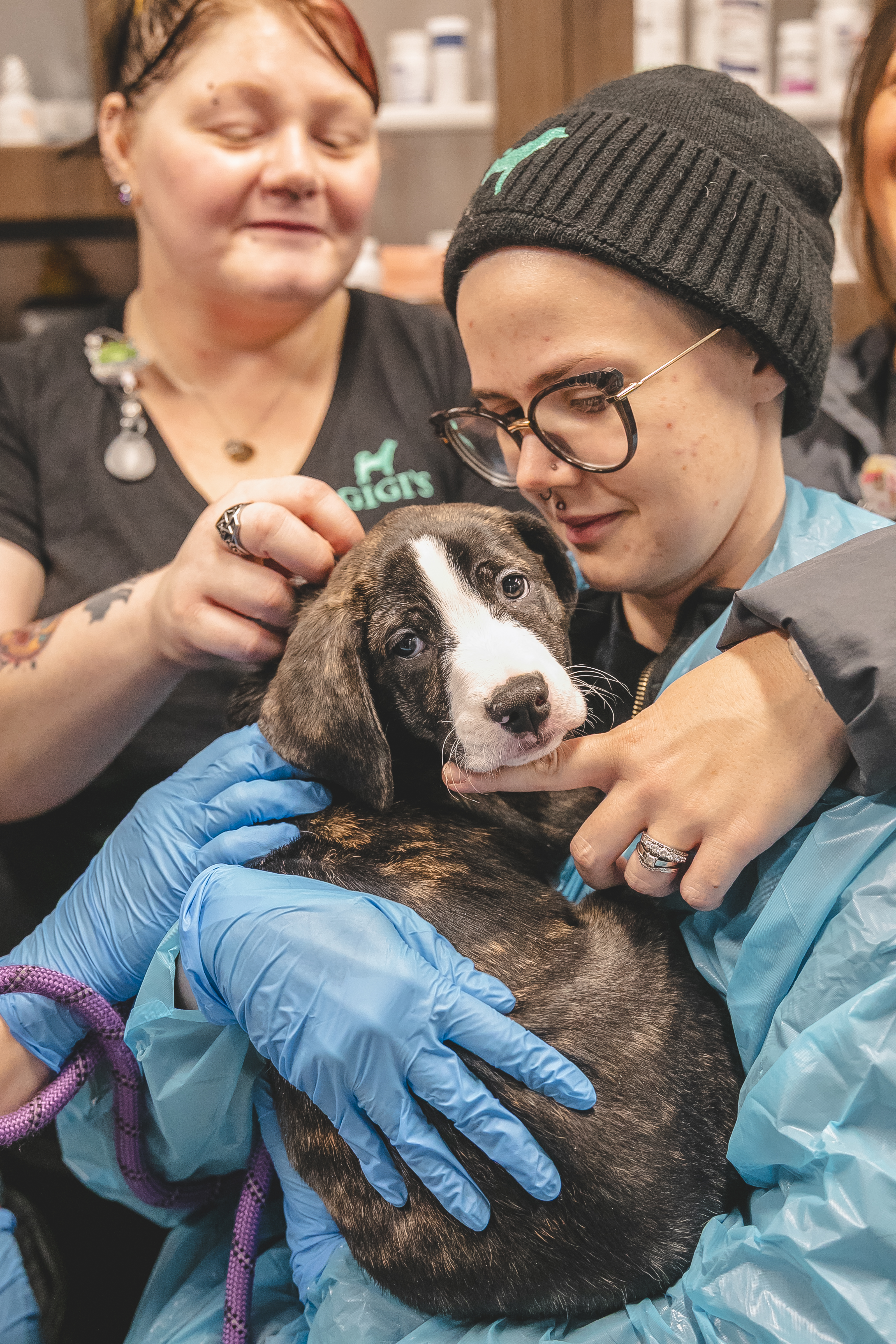 Gigi's at work caring for shelter dogs