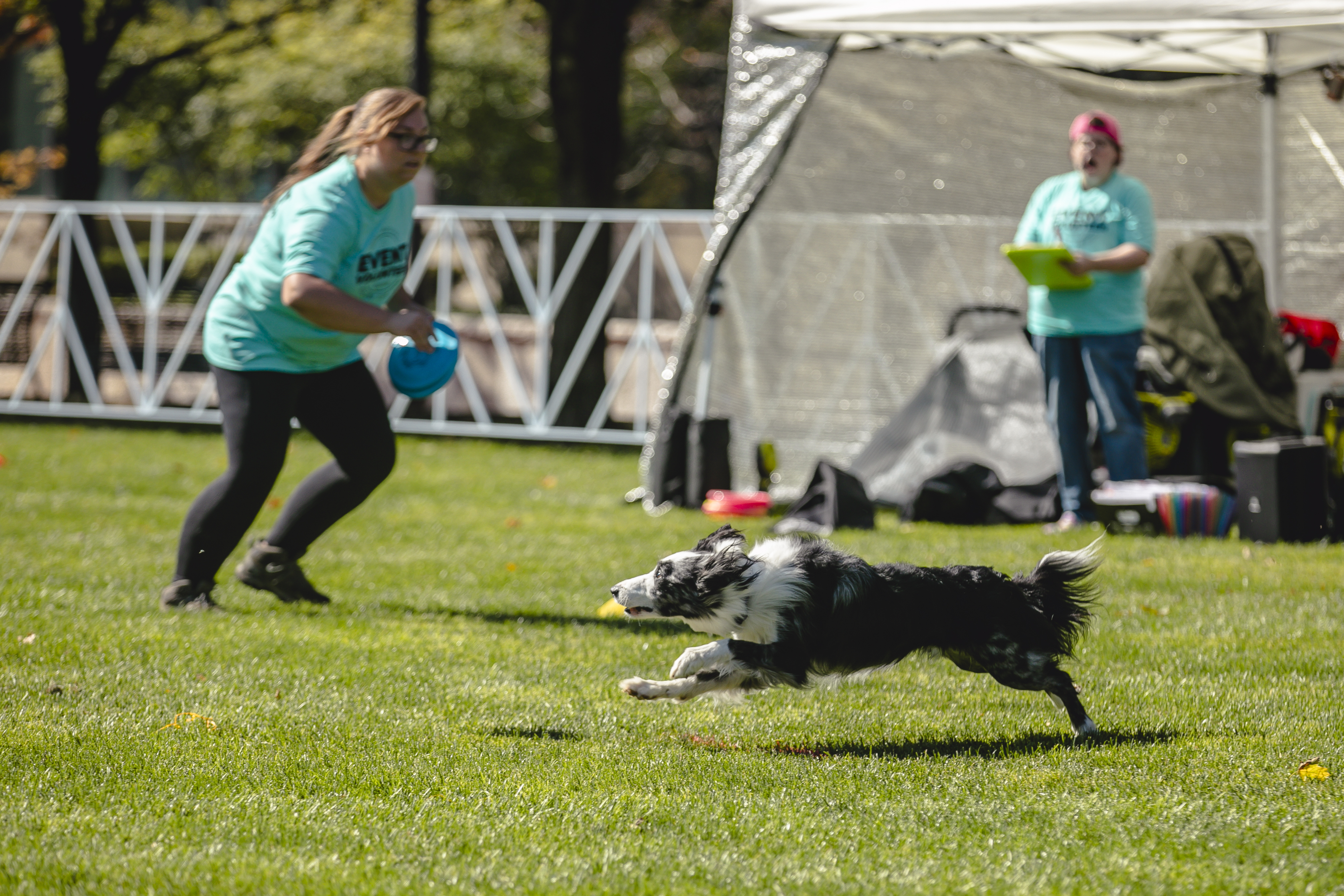 A border collie sprinting after a frisbee during a demo