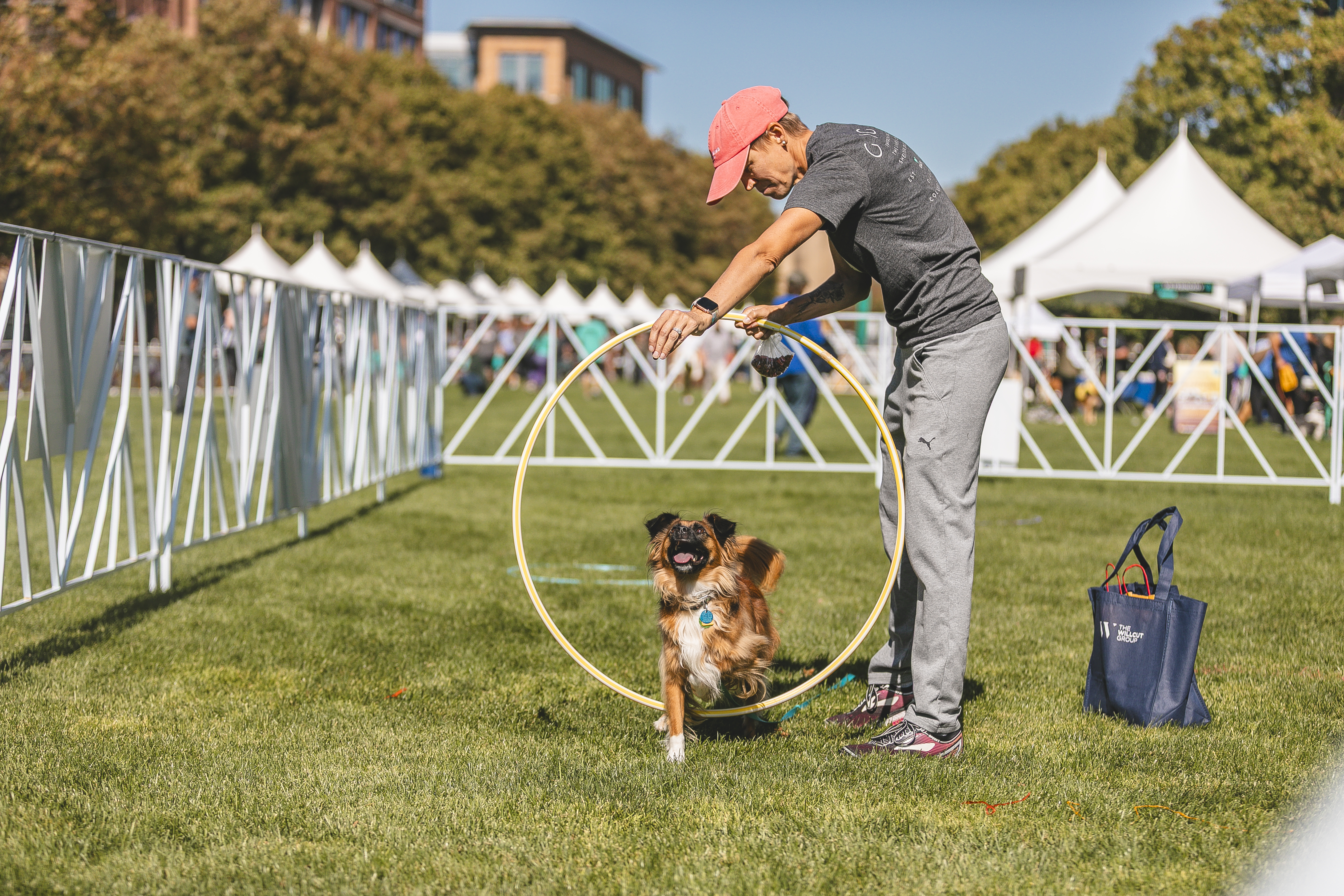 A dog stepping through a hoop on the enrichment course