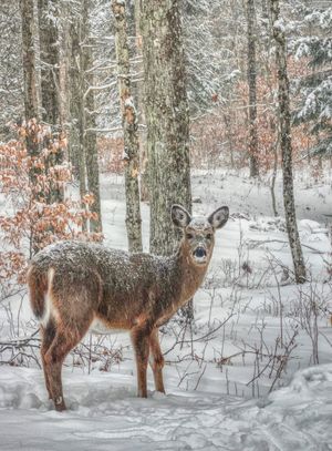 Sylvia Vidal - Deer in the Winter