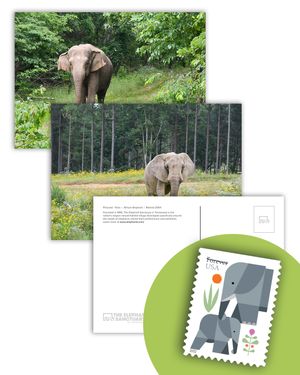 Postcard Set + Elephants Forever Stamp Bundle