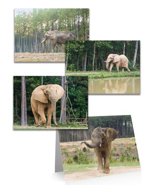 All Occasion Elephant Notecards