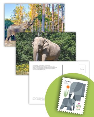 New Elephant Postcards with Elephants Forever Stamps Bundle