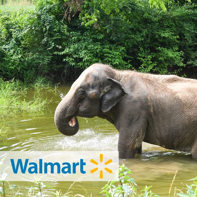Walmart Gift Cards — The Elephant Sanctuary