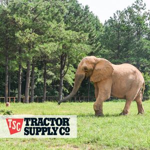 Tractor Supply Co. Gift Cards