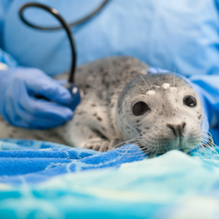 Help an Injured Marine Mammal Return to the Wild