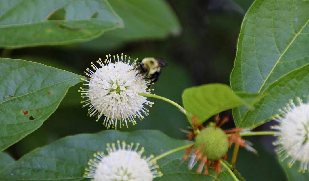 Top Ten Wetland Plants July 22
