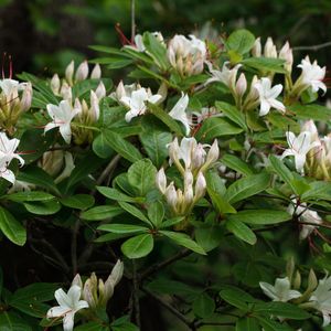 Rhododendron arborescens (sweet azalea)